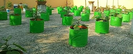 Green Grow Bag  (pack of 10)